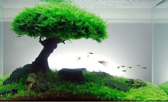 鱼缸在风水中的摆放位置6